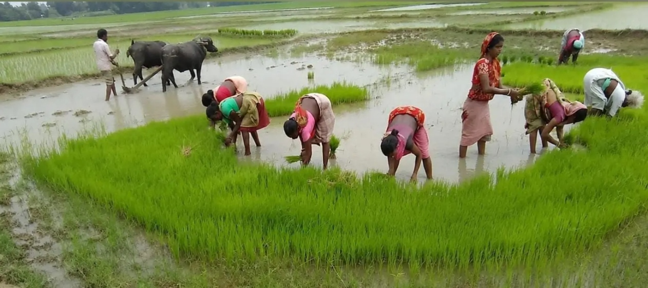 जुलाई में अब तक 167 मिमी बारिश, सुस्त पड़ी खेती में आयी तेजी
